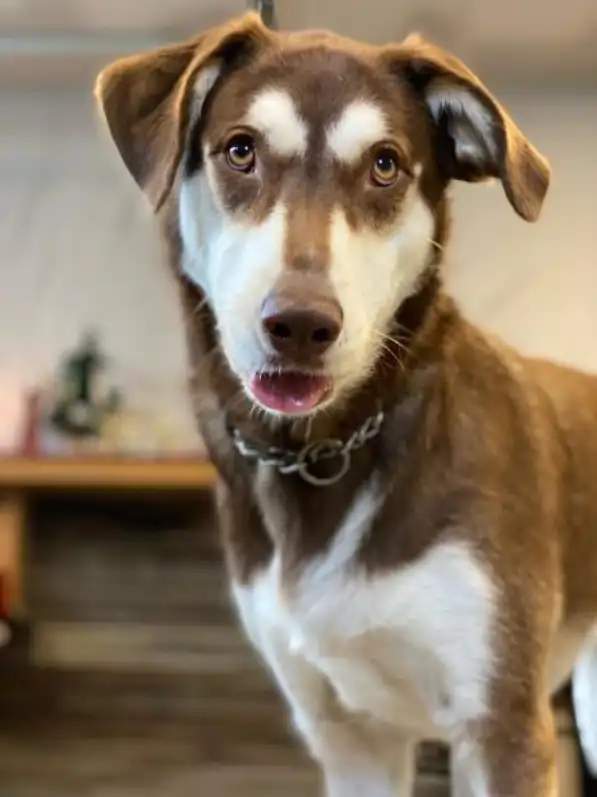 Maya